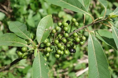 马姜的图片,探寻古老植物的神奇魅力